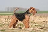 WELSH TERRIER 058